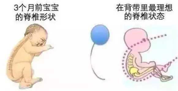新生儿脊椎(婴儿阶段主要防止脊椎受损) 新生儿脊椎(婴儿阶段主要防止脊椎受损)