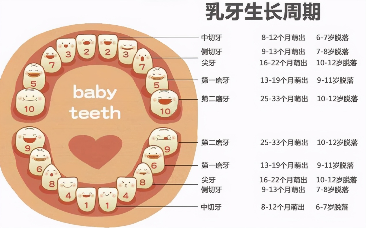 幼儿换牙(孩子什么时候开始换牙) 幼儿换牙(孩子什么时候开始换牙)