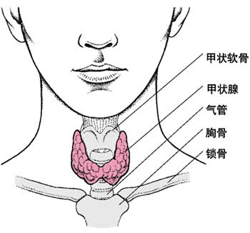 新生儿甲低(新生儿甲低筛查有必要吗) 新生儿甲低(新生儿甲低筛查有必要吗)