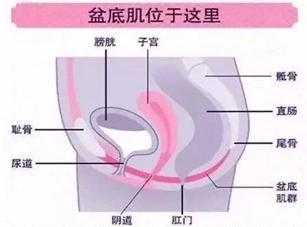 产后上厕所痛(产后排尿痛、腰骶痛怎么办) 产后上厕所痛(产后排尿痛、腰骶痛怎么办)
