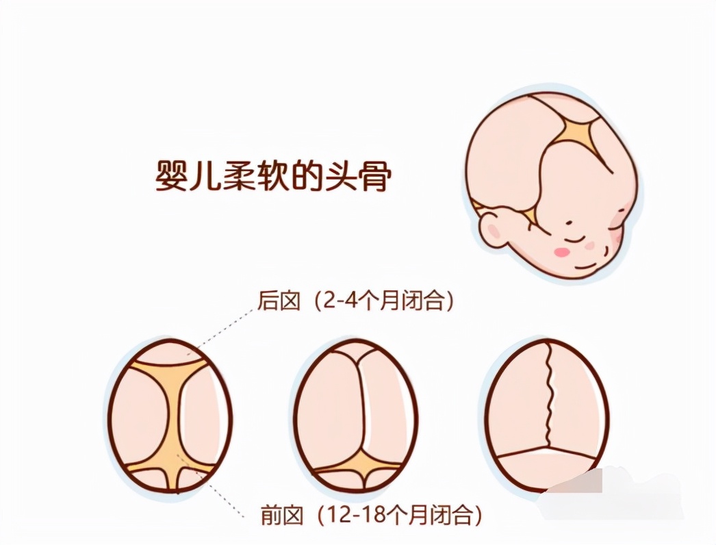 幼儿头型(宝宝头型的变化规律)