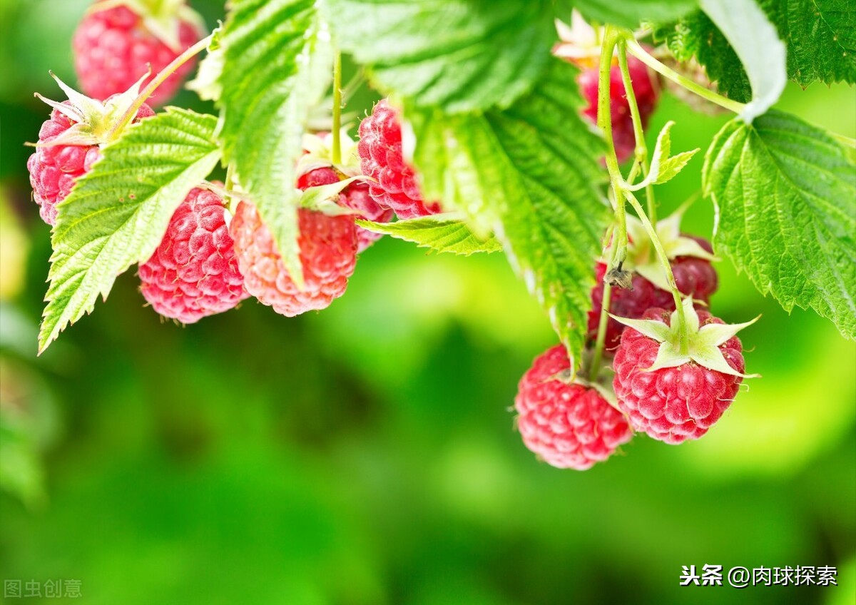 酸角孕妇能吃吗(孕妇可以吃酸角汁吗) 酸角孕妇能吃吗(孕妇可以吃酸角汁吗)