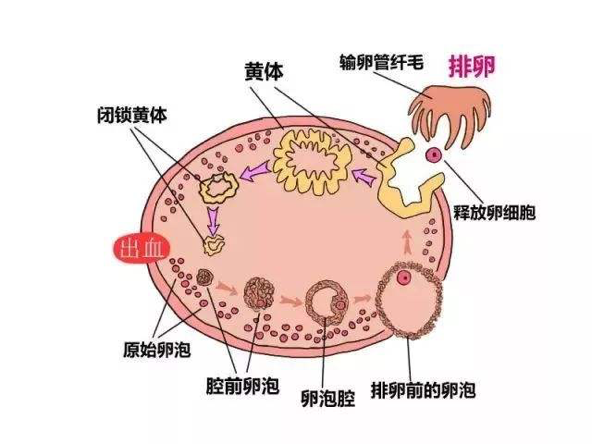 男的如何备孕(男人如何备孕) 男的如何备孕(男人如何备孕)