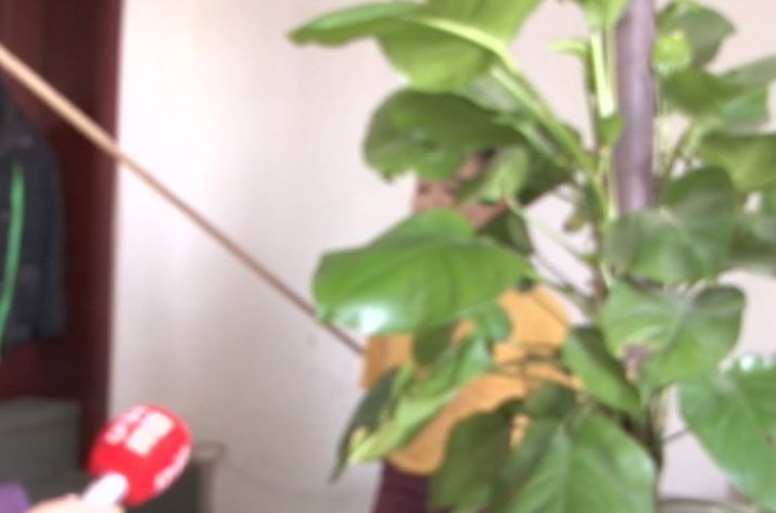 备孕可以吃脂老虎吗 备孕可以吃脂老虎吗