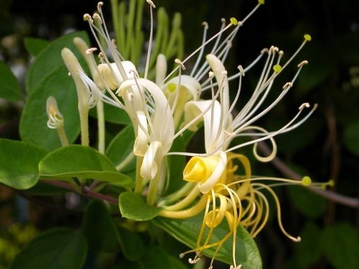 孕妇能喝金银花颗粒吗(金银花颗粒孕妇喝多少) 孕妇能喝金银花颗粒吗(金银花颗粒孕妇喝多少)