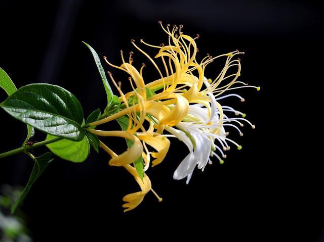 孕妇能喝金银花颗粒吗(金银花颗粒孕妇喝多少) 孕妇能喝金银花颗粒吗(金银花颗粒孕妇喝多少)