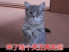 孕妇养狗注意事项(过敏性鼻炎养狗注意事项) 孕妇养狗注意事项(过敏性鼻炎养狗注意事项)