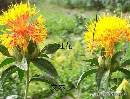 孕妇可以喝藏红花吗(孕妇可以喝藏红花吗的功效与禁忌) 孕妇可以喝藏红花吗(孕妇可以喝藏红花吗的功效与禁忌)