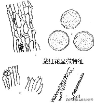 孕妇可以喝藏红花吗(孕妇可以喝藏红花吗的功效与禁忌) 孕妇可以喝藏红花吗(孕妇可以喝藏红花吗的功效与禁忌)