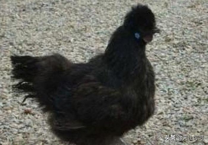 孕妇吃乌鸡好吗(孕妇吃乌鸡汤怎么炖最有营养) 孕妇吃乌鸡好吗(孕妇吃乌鸡汤怎么炖最有营养)